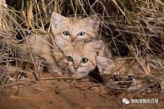 生活在沙漠里的猫，向人们卖萌却成为了它们致命的弱点！