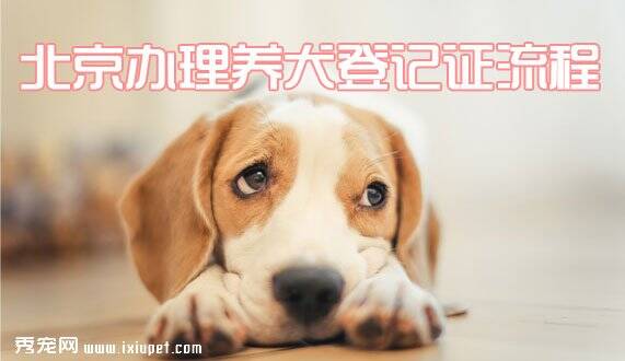 北京办理养犬登记证流程