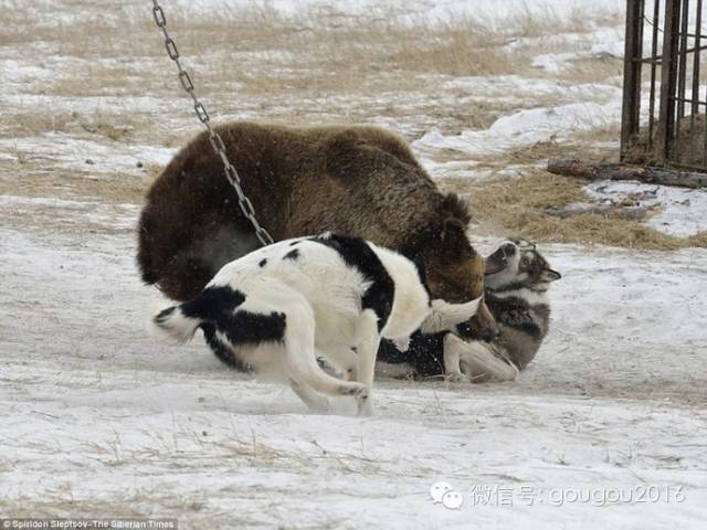 战斗种族训狗的方式，有点猛...