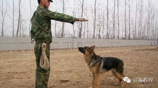 运用手势来训练狗狗效果更显著！