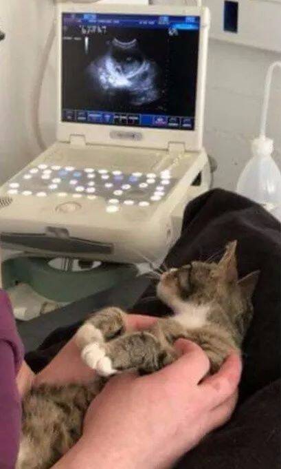 当医生对猫咪说，你怀孕了，它的表情亮了！