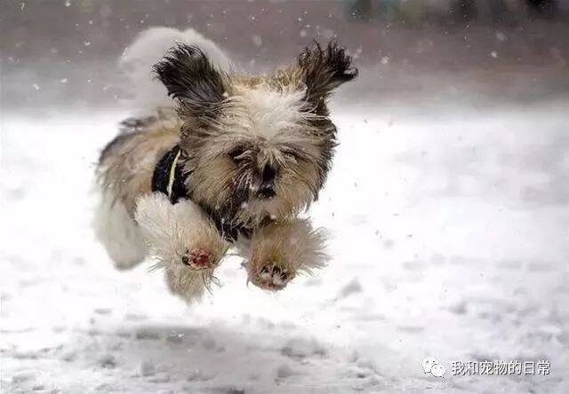 北方的狗子在冬天里嗨翻天，看了这些就知道，它们为什么那么喜欢雪了！