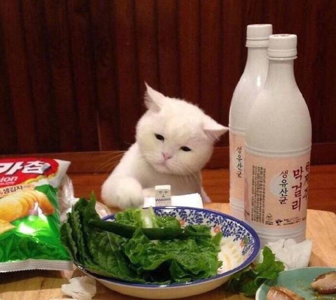 猫咪看见吃的就很生气，都给你吃还不行吗，别生气了