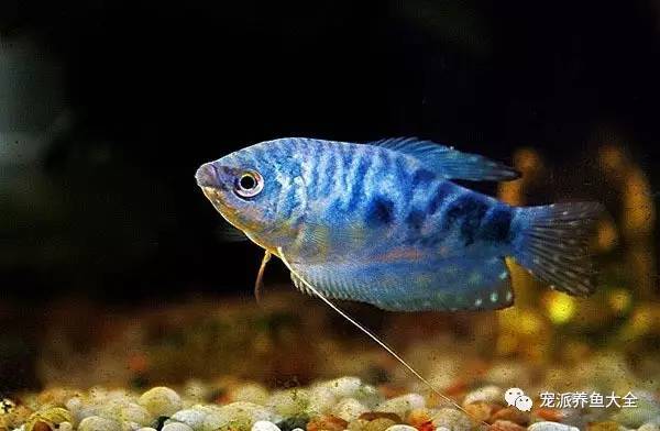 每日一鱼 | 蓝曼龙可以有效的控制鱼缸中的蛋白虫……