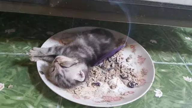 猫咪在蚊香盘里睡的正香，被主人强行抓了起来，毛毛都糊了