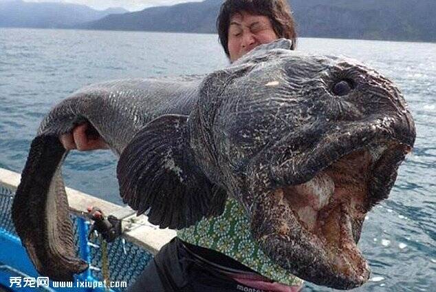 日本渔民在北海道捕获巨大狼鱼 体长2米如同电影里怪物