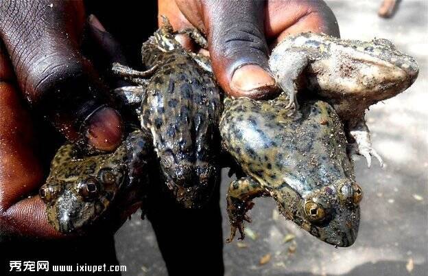 市民抓100多只青蛙被提起公诉 涉嫌非法狩猎罪