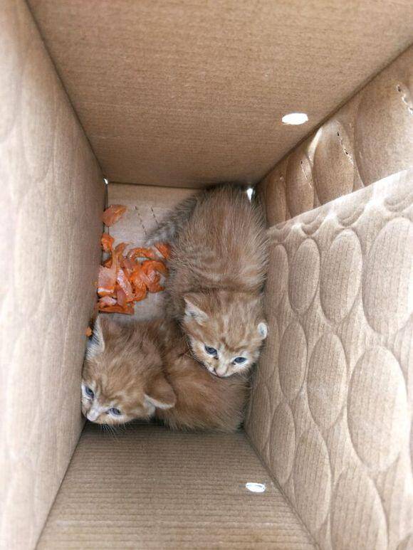在火场救了两只小奶猫，喂养一周后，模样美翻了