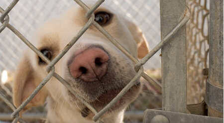 美国强制要求宠物店只能贩卖流浪狗