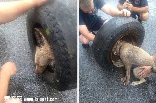 美国一流浪狗头部被卡破旧轮胎钢圈 消防员费1小时候成功解救