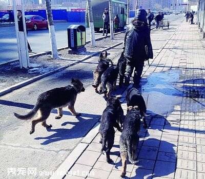 长春一男子当街溜八条猎犬 市限犬办：主人应当受罚