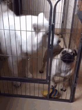 两只狗狗隔着笼子相互吼了起来，于是将它们关在一起，画面令人笑喷！
