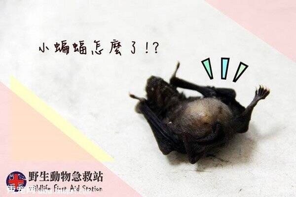 蝙蝠宝宝被民众喂食五谷粥因不消化而胀死