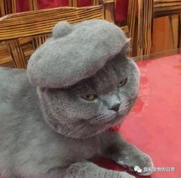主人给猫咪做了顶帽子，却遭到猫咪冷眼相待：你个智障，做的什么玩意！
