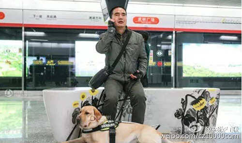 视力残疾旅客将可以携带导盲犬进火车站乘坐火车了