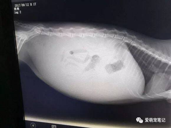 加菲猫肚子涨了半个月，以为只是简单的便秘，送去医院后让人心疼