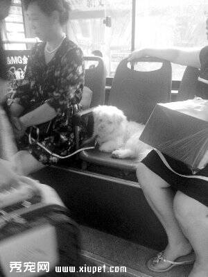 两女子带宠物狗上公交车 宠物狗趴在座位上