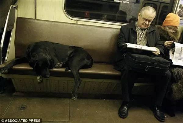 莫斯科地铁里的流浪狗，它们已成为这里的一道风景！
