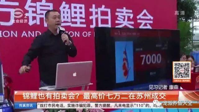 锦鲤也有拍卖会？！最高价7.6万元在苏州成交~