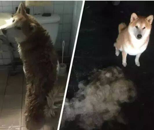 养柴犬的可以开一家拔毛体验店，一次50~