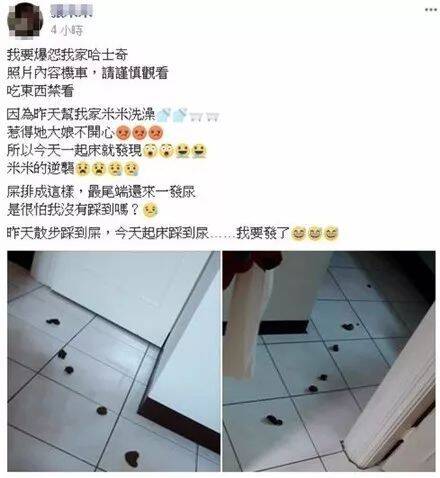 二哈不满被拖去洗澡，它报复主人的方式....真让人哭笑不得！