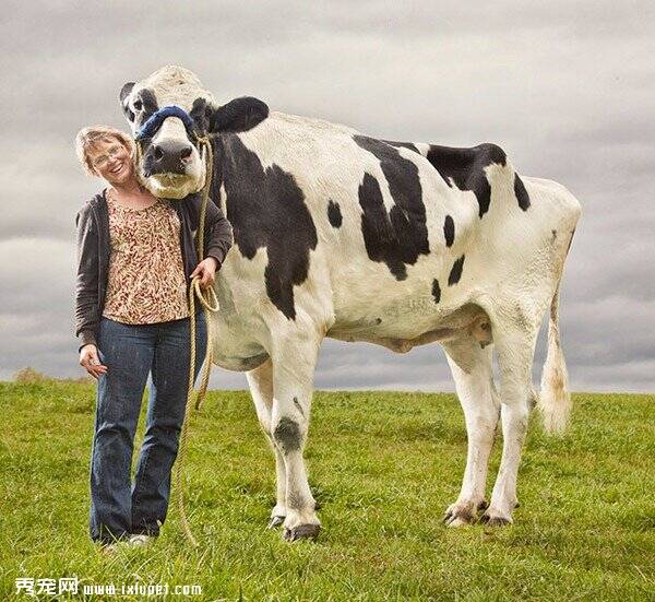 世界最大的牛Blosom身高190cm长达400cm