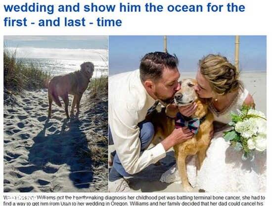 狗狗患癌症 主人新娘最后一次看海