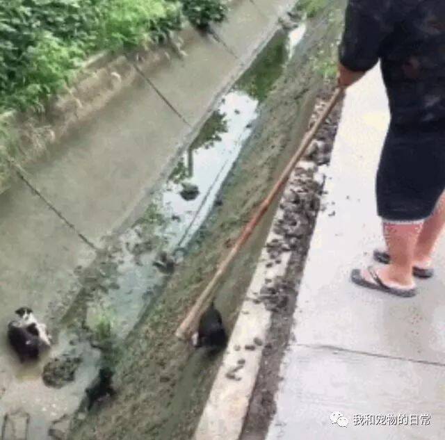 听闻水沟里有流浪狗，只见大叔拿着锄头就出去了，当时我真的被吓了一跳！