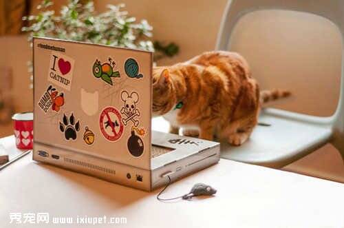 英国新设计 笔记本电脑造型猫抓板