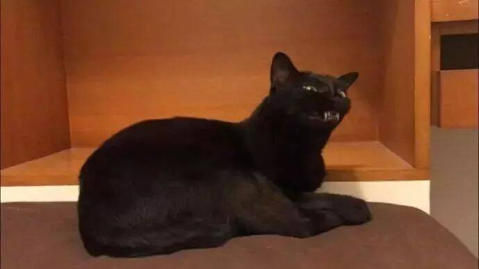 网友准备给自家黑猫拍一组帅气的写真，结果黑猫看了想打人！