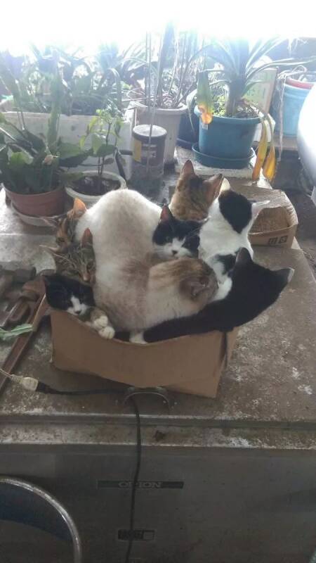 猫到底有多喜欢纸盒？看完你就知道了....