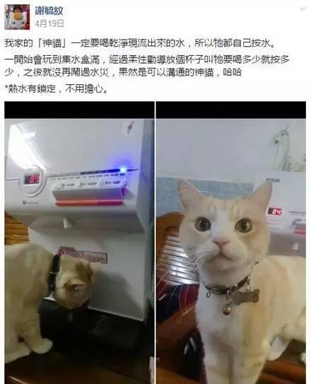 网友说，家里的猫成精了，竟然学会了用饮水机，还...