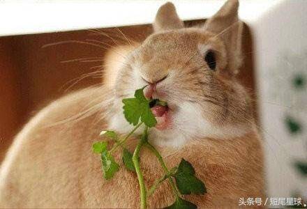 哪些草是不能给兔子吃的