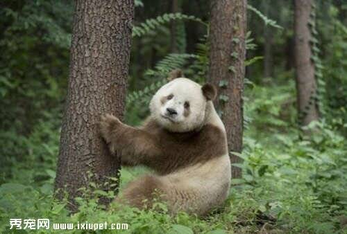 熊猫并不是只有黑白 秦岭保育基地棕白色熊猫出没