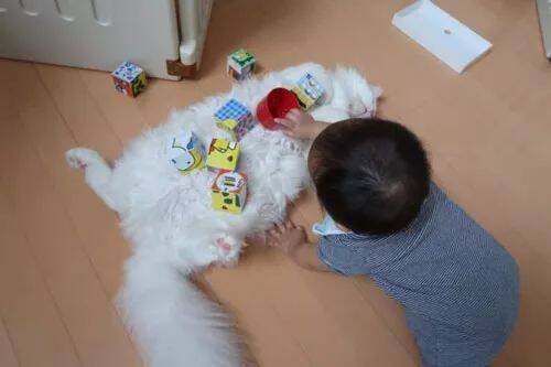主人一走开，小小铲屎官就对猫咪下手