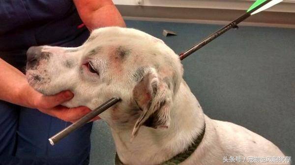 宠物狗脑袋被弓箭穿过，还会自己去看医生求救！