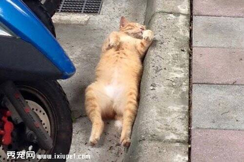 流浪猫翻肚睡路边 是因居民友善对待流浪猫的成果