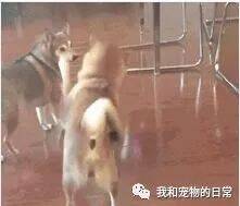 一只刚从马场回来的狗子秀起了狗式踢踏舞，模仿学习是狗子们行走于萌宠界的最基本的技能了！