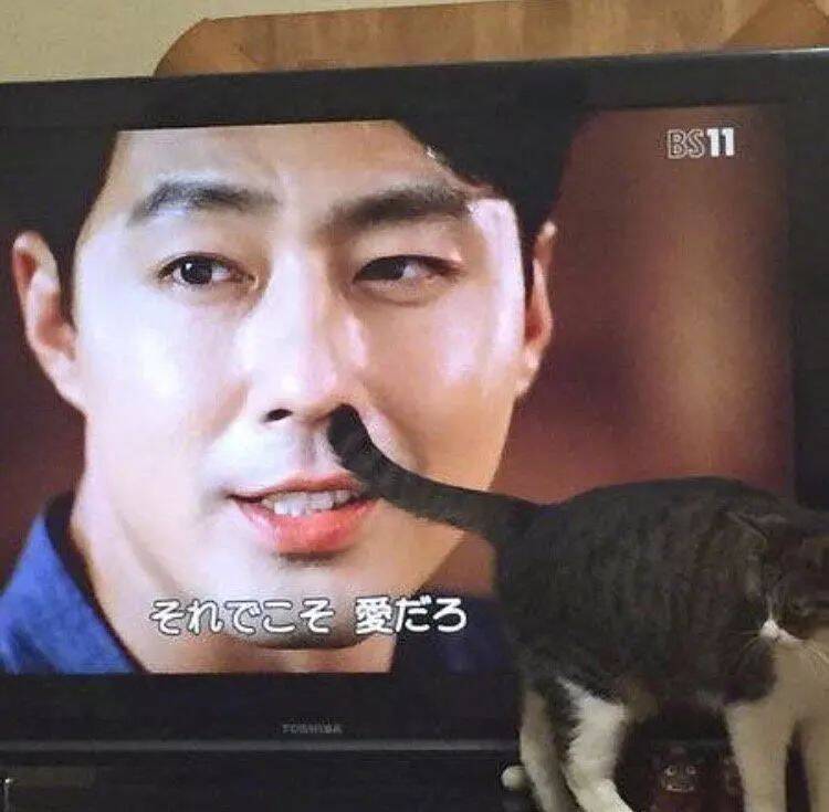 猫咪奇迹角度写真集，你们都是走位学院毕业的戏精吧？