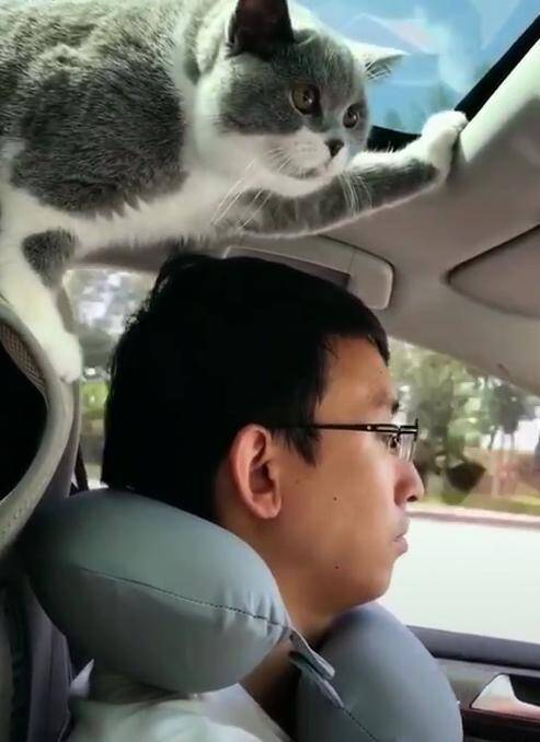 猫咪不放心主人开车，站在座椅上监督，网友：网上姿势最帅的喵！