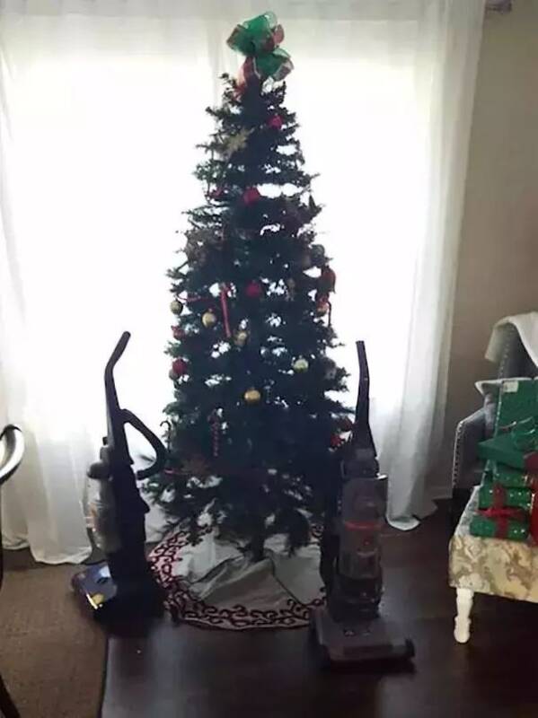 圣诞树和宠物不能兼得，当圣诞节要到时，铲屎官选择这样做