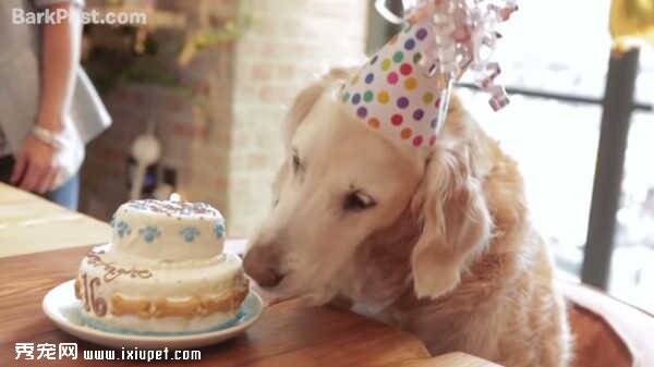 高龄搜救犬过十六岁生日坐礼车吃不完的零食