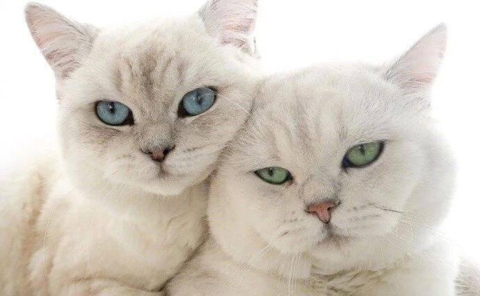 加拿大这两只圆滚滚的猫咪，宝石般的眼睛一蓝一绿，简直太美了！