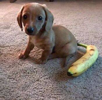 网友拿了一根香蕉跟腊肠犬放在一起，想看看它有多小一只，结果....