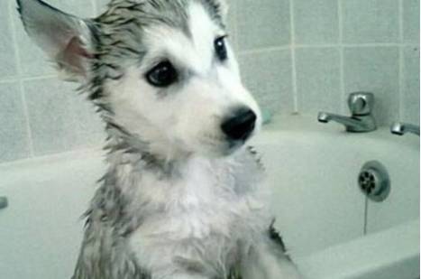 养狗贴士：一招教你狗狗不怕吹风机爱上洗澡？
