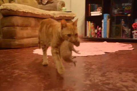 猫妈妈叼着娃就跑到小主人房间去了，走进去一看……