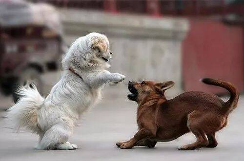 宠物每日小知识-狗狗打架有原因，主人要仔细辨别！