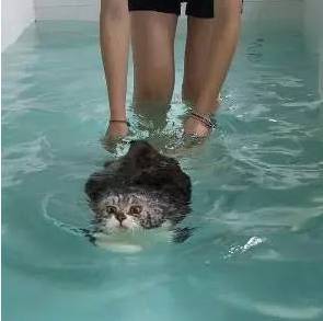 喵咪被逼着学游泳，虽然配合了下，但是到岸后...