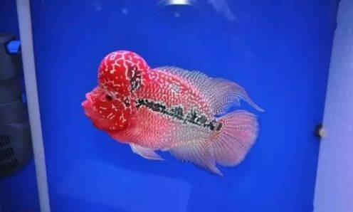 喜欢“鸿运”的原因居然是这些......