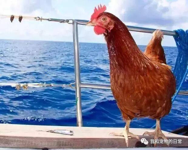 这只鸡跟随主人环游世界看尽人间繁华，网友：真是心疼自己活的不如一只鸡啊！